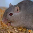 Ícone do programa: Mouse and Rat sounds