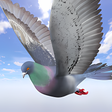 أيقونة البرنامج: Wild Pigeon Simulator