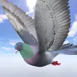 Wild Pigeon Simulator
