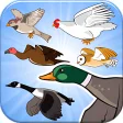 Happy Aviary - Chose your Bird