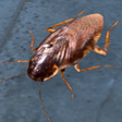 Ikon program: Cockroach Real Simulator