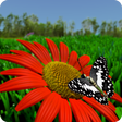 Icon of program: live wallpaper butterfly …