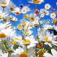 Icon of program: Flowers Live Wallpaper