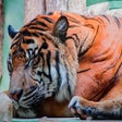 Icon of program: Majestic Tigers