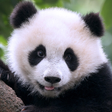 Ícone do programa: The Panda