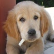 أيقونة البرنامج: Dogs Spot the Difference
