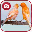 程序图标：Canary Birds Wallpaper