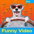 程序图标：Funny Video pro - Comedy …