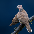 プログラムのアイコン：Spotted turtle dove Sound…