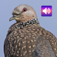 Spotted turtle dove Sounds