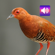 Red-legged crake bird sounds