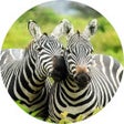 Ícone do programa: Zebra Wallpaper