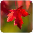 プログラムのアイコン：Autumn wallpapers-Beautif…