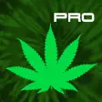 Cannabis News Pro