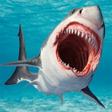 程序图标：Shark 3D