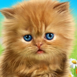 程序图标：Talking baby cat. Talking…