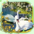 プログラムのアイコン：Swans Live Wallpaper