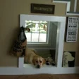 程序图标：Indoor Dog House