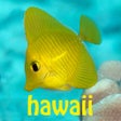 Programın simgesi: Snorkel Fish Hawaii for i…