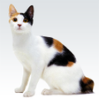 Symbol des Programms: Animal sounds
