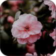程序图标：Live wallpaper - HD wallp…