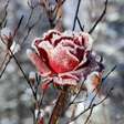 Icon of program: Winter Flowers Live Wallp…