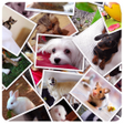 プログラムのアイコン：Collage  Stiker Photo