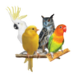 MI Burung Indonesia icon