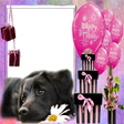 程序图标：Birthday Frame
