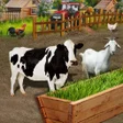 プログラムのアイコン：Animal Farm Fodder Growin…