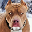 プログラムのアイコン：Pitbull Wallpaper HD