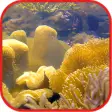 Coralreef Cool Wallpapers