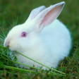 Ikona programu: Cute Bunny Live Wallpaper