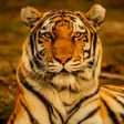 プログラムのアイコン：Tiger Sounds - Tiger Soun…