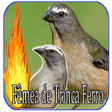 プログラムのアイコン：Trinca Ferro  Fêmea de Tr…