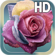 程序图标：Raindrops Rose Live HD