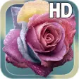 Raindrops Rose Live HD