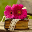 程序图标：Flowers Wallpapers HD