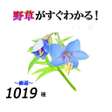 Ikona programu: 野草がすぐわかる仮統合版