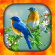 程序图标：Birds Live Wallpapers HD4…