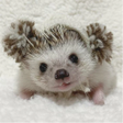 プログラムのアイコン：Hedgehog Sticker Pack