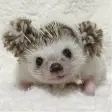 Hedgehog Sticker Pack