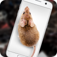 Icon of program: Mouse on Screen Scary Jok…