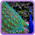 أيقونة البرنامج: Peacock Wallpaper Gallery