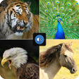 Иконка программы: Animal Voice