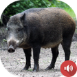 プログラムのアイコン：Wild Boar Sounds
