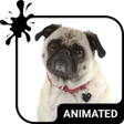 プログラムのアイコン：Cute Pug Keyboard Wallpap…