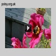 Icon of program: polsy.org.uk-ify video si…