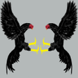 程序图标：Ayam Laga GO - METAL!