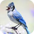 プログラムのアイコン：Blue Jay Sounds